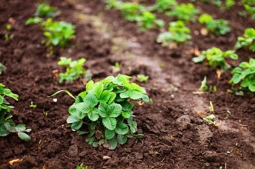 Compost Guides