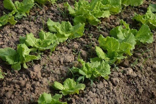 Loam Soil Guide
